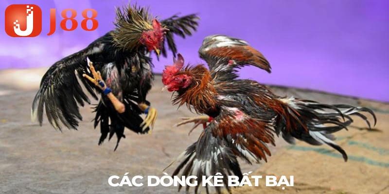 Điểm danh những chiến kê đẳng cấp trong đá gà cựa dao 